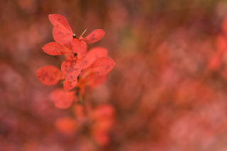Illustration for article titled Shooting Challenge Fall Leaves Gallery 7